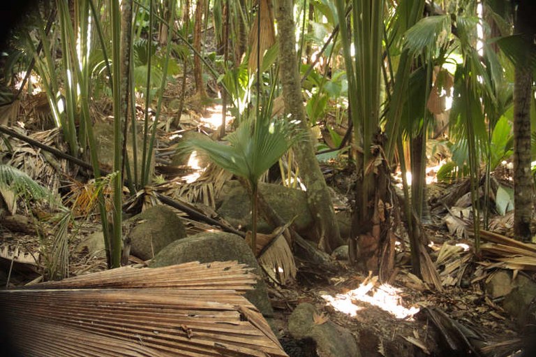 Vallee de Mai