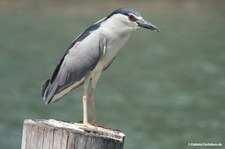 Gewöhnlicher Nachtreiher (Nycticorax nycticorax nycticorax)
in Shanghai, China Nycticorax nycticorax nycticorax-2