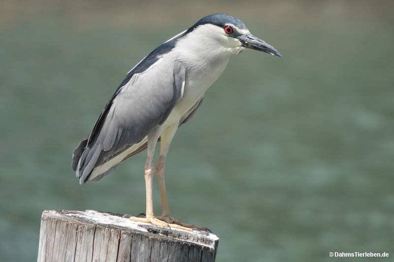 Nycticorax nycticorax nycticorax-2