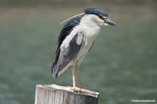 Gewöhnlicher Nachtreiher (Nycticorax nycticorax nycticorax)
in Shanghai, China Nycticorax nycticorax nycticorax-3