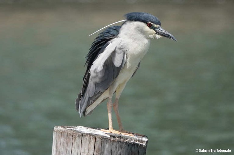 Nycticorax nycticorax nycticorax