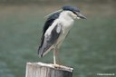 Nycticorax nycticorax nycticorax