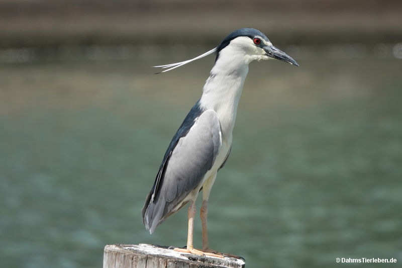 Nycticorax nycticorax nycticorax-4