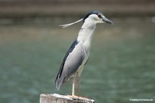 Gewöhnlicher Nachtreiher (Nycticorax nycticorax nycticorax)
in Shanghai, China Nycticorax nycticorax nycticorax-4