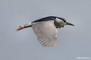 Nycticorax nycticorax nycticorax