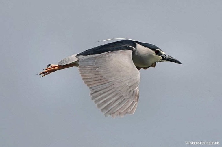 Nycticorax nycticorax nycticorax