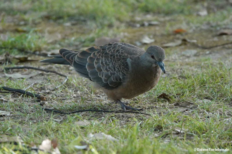 Streptopelia orientalis