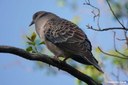 Streptopelia orientalis