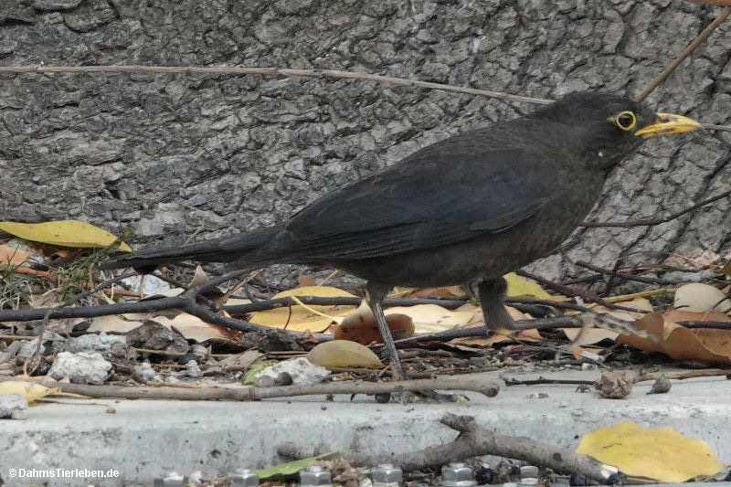 Turdus mandarinus-2