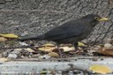 Turdus mandarinus