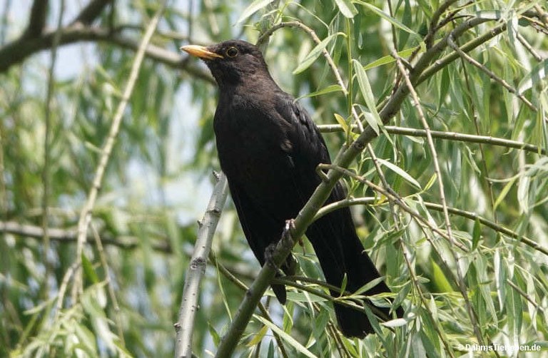 Turdus mandarinus