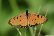 Acraea terpsicore-1