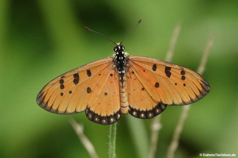 Acraea terpsicore