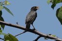 Acridotheres javanicus