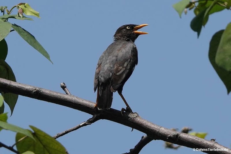 Acridotheres javanicus