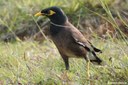 Acridotheres tristis tristis