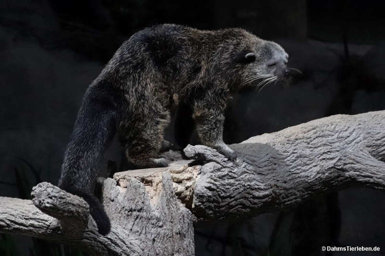 Arctictis binturong