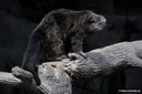 Arctictis binturong