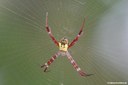 Argiope mangal