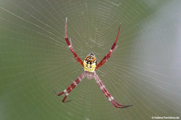 Argiope mangal