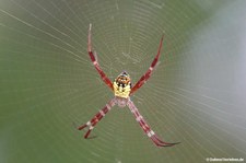 Argiope mangal-1