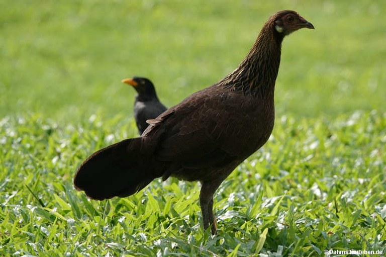 Gallus gallus