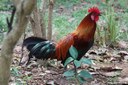 Gallus gallus