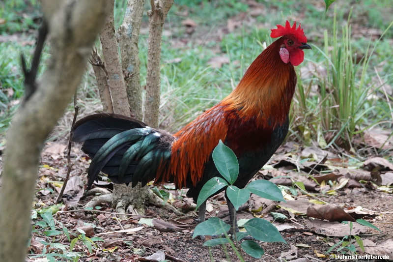 Gallus gallus