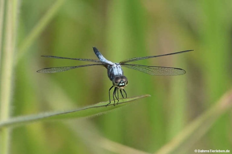 Brachydiplax chalybea