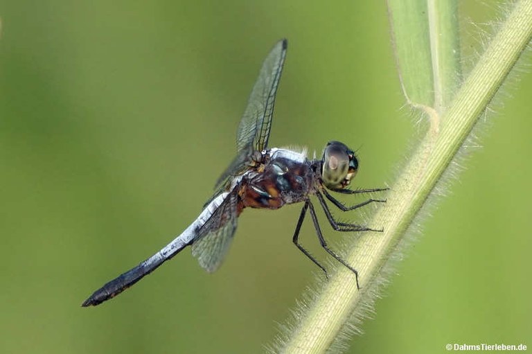 Brachydiplax chalybea