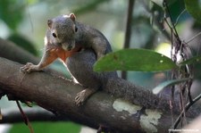 Bananenhörnchen (Callosciurus notatus) 
im Sungei Buloh Wetland Reserve, Singapur Callosciurus notatus-2