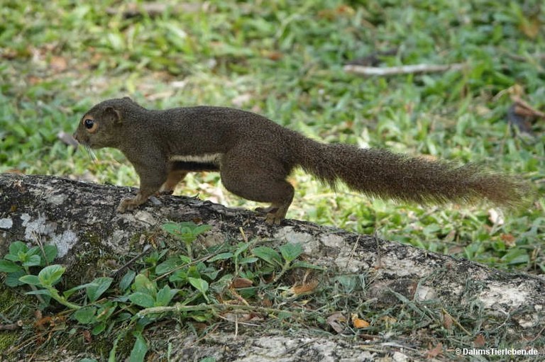 Callosciurus notatus