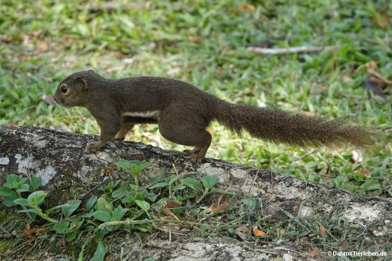 Callosciurus notatus