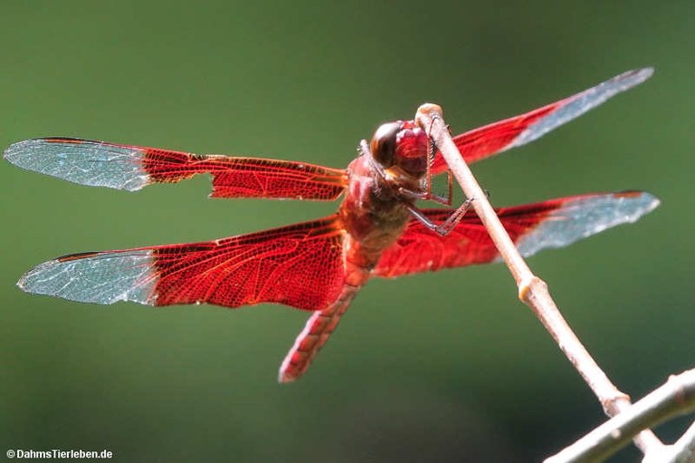 Camacinia gigantea