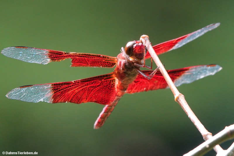 Camacinia gigantea