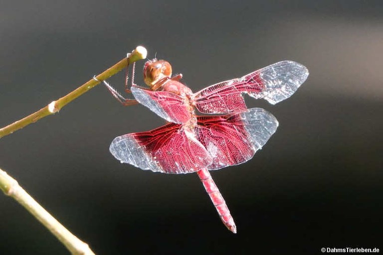 Camacinia gigantea