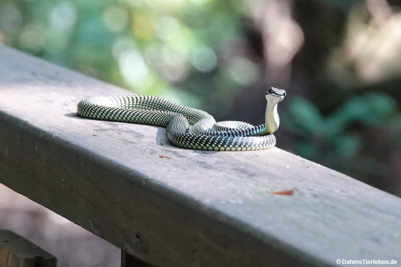 Chrysopelea paradisi-1