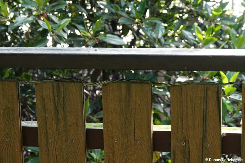 Chrysopelea paradisi-2