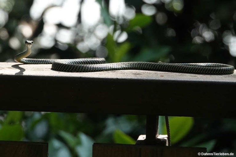 Chrysopelea paradisi