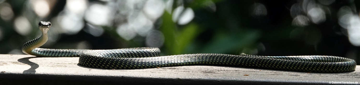 Chrysopelea paradisi