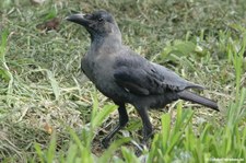 Glanzkrähe (Corvus splendens)
in Singapur Corvus splendens-2