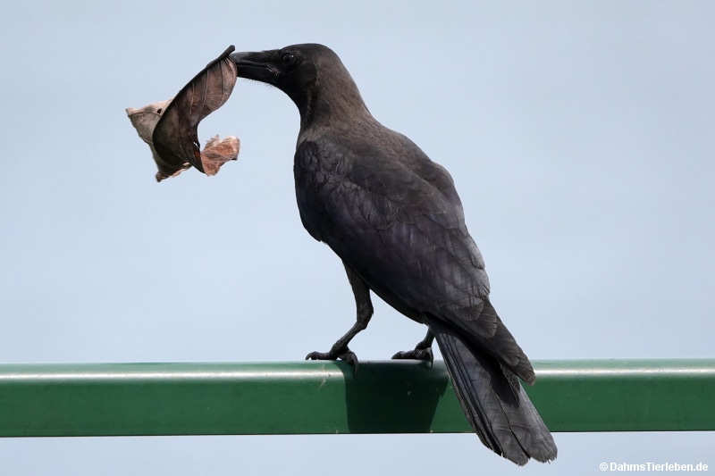 Glanzkrähe Corvus splendens-1