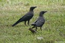 Corvus splendens