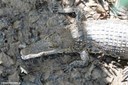 Crocodylus porosus