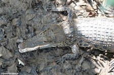 Leistenkrokodil (Crocodylus porosus)
in Singapur Crocodylus porosus-2