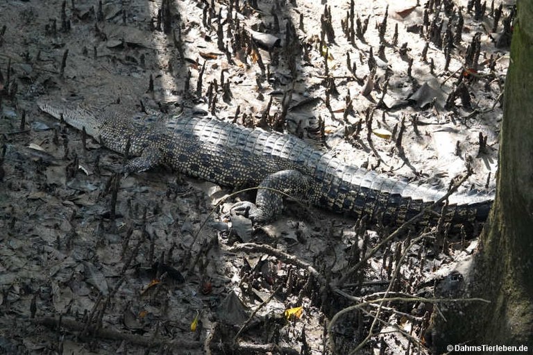 Crocodylus porosus