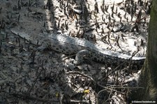 Leistenkrokodil (Crocodylus porosus)
in Singapur Crocodylus porosus-1
