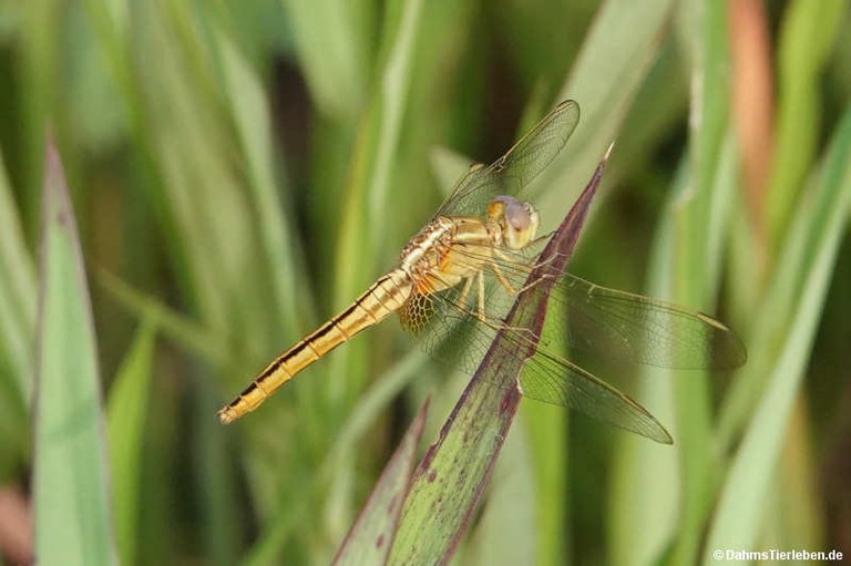 Crocothemis servilia servilia
