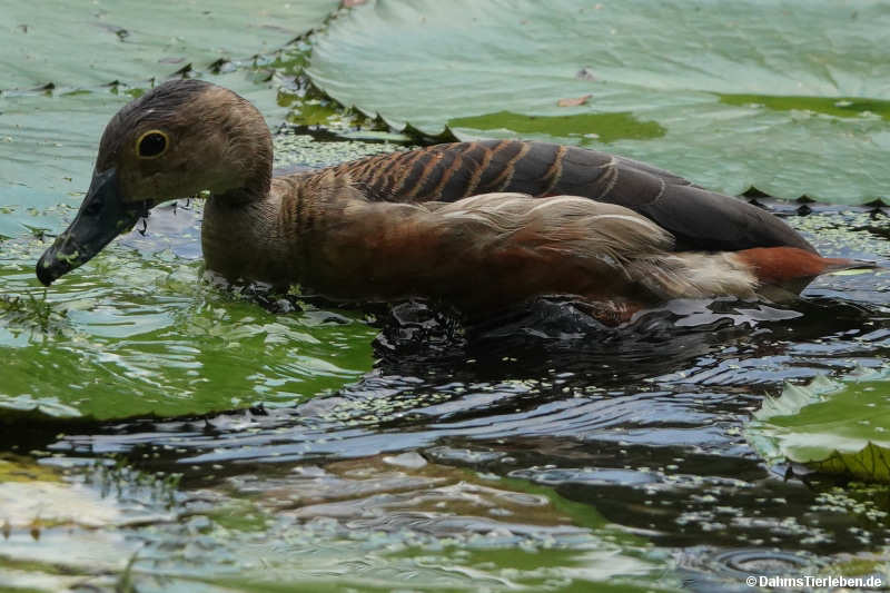 Dendrocygna javanica-1
