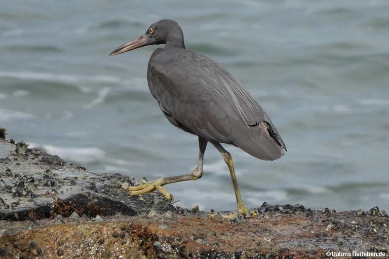 Egretta sacra